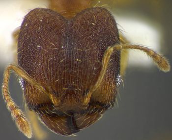 Media type: image;   Entomology 34298 Aspect: head frontal view